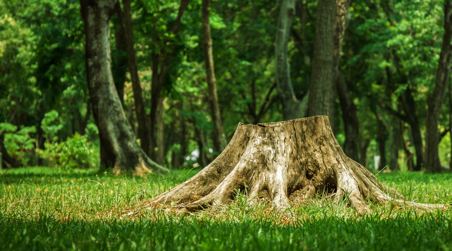 Tree Service Lake Orion, MI | 24-Hour Emergency Stump And Root Removal