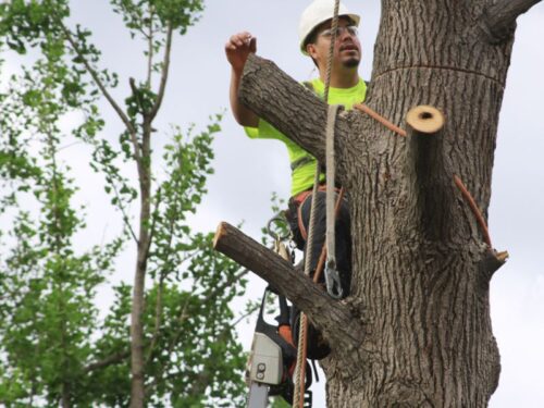 Tree Service Commerce, MI | 24-Hour Emergency Stump And Root Removal